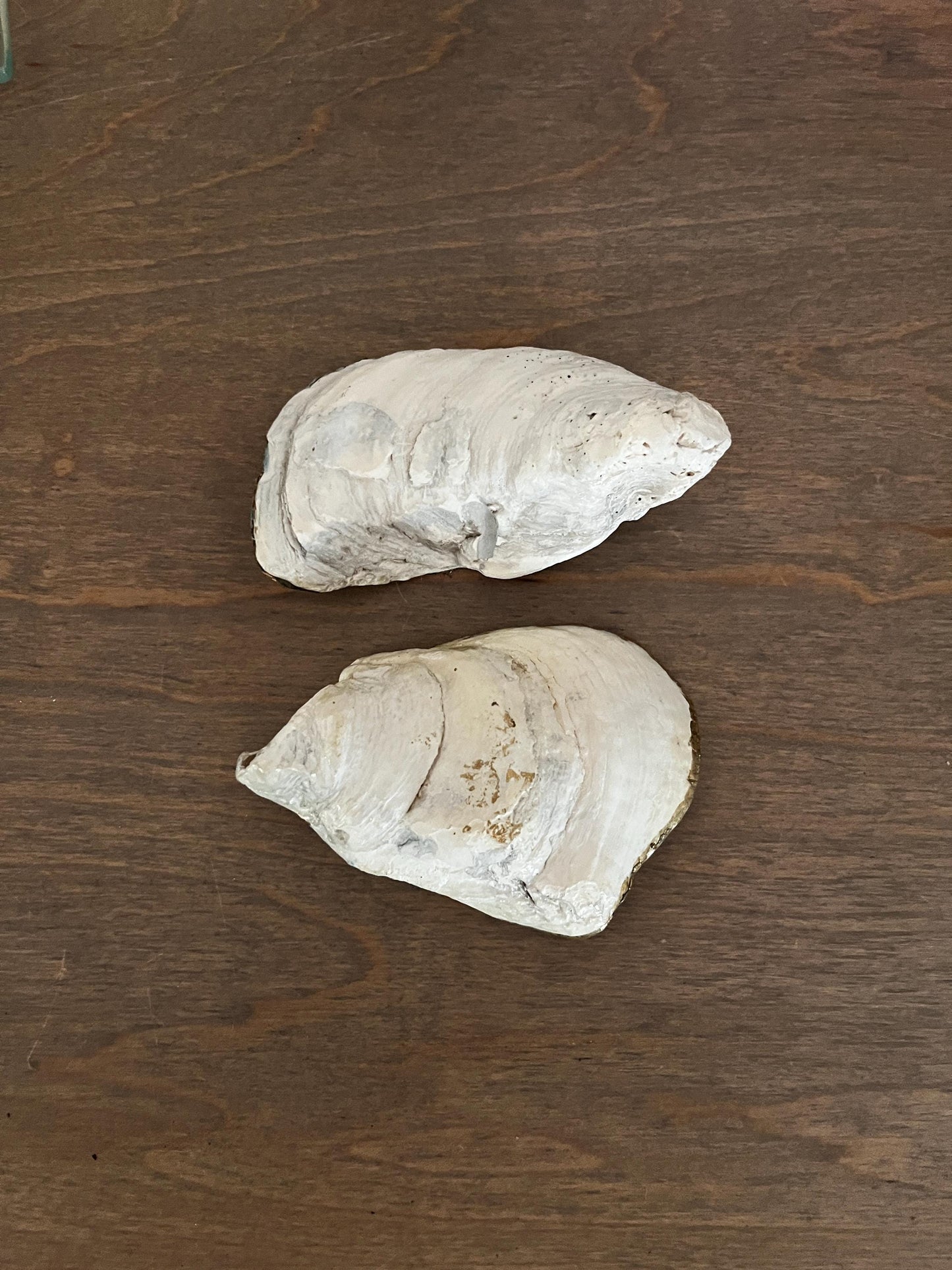 Serenity Blue Oyster Shell Jewelry & Trinket Dish