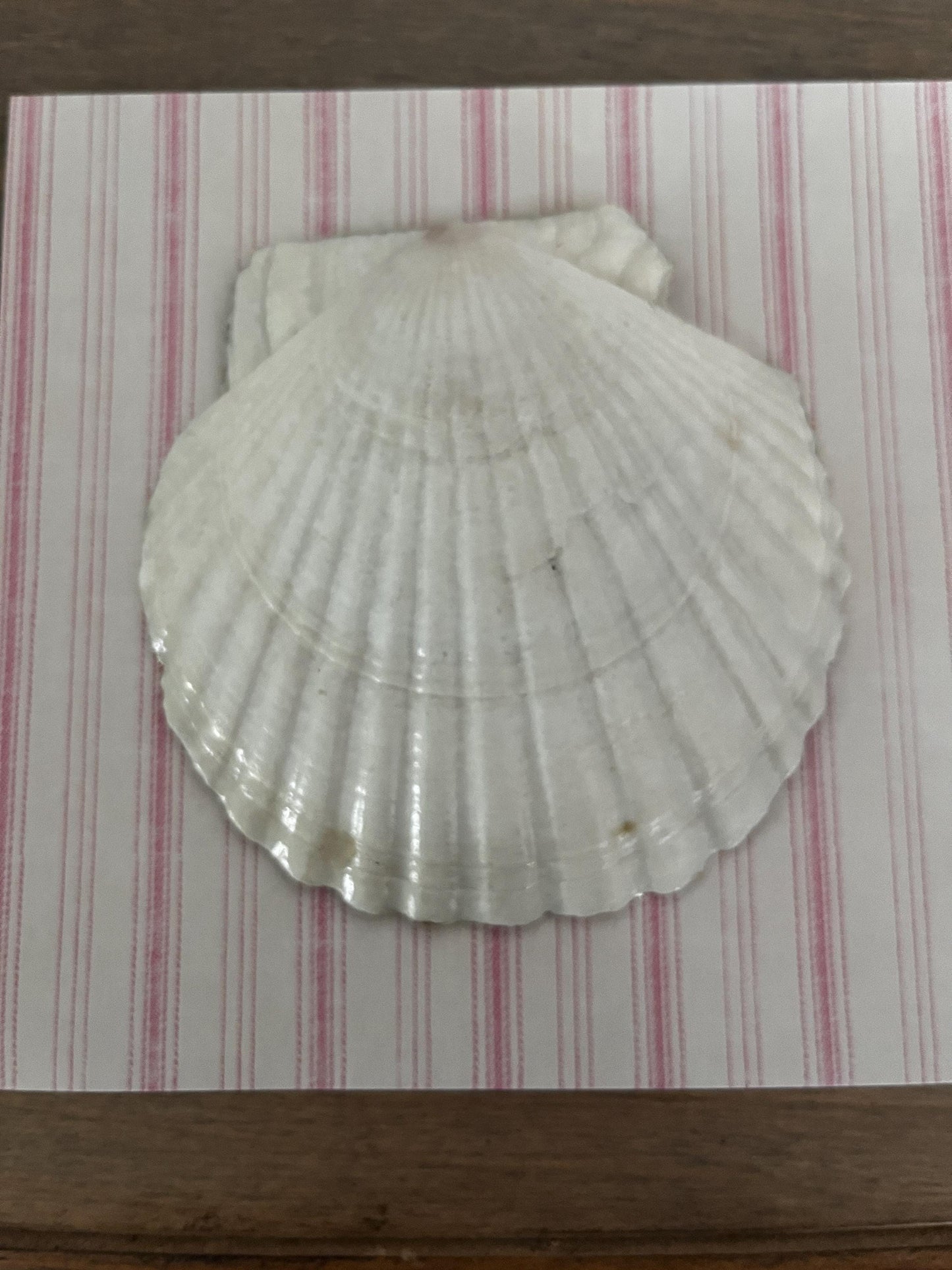 Oh Deer! Shell Trinket Dish