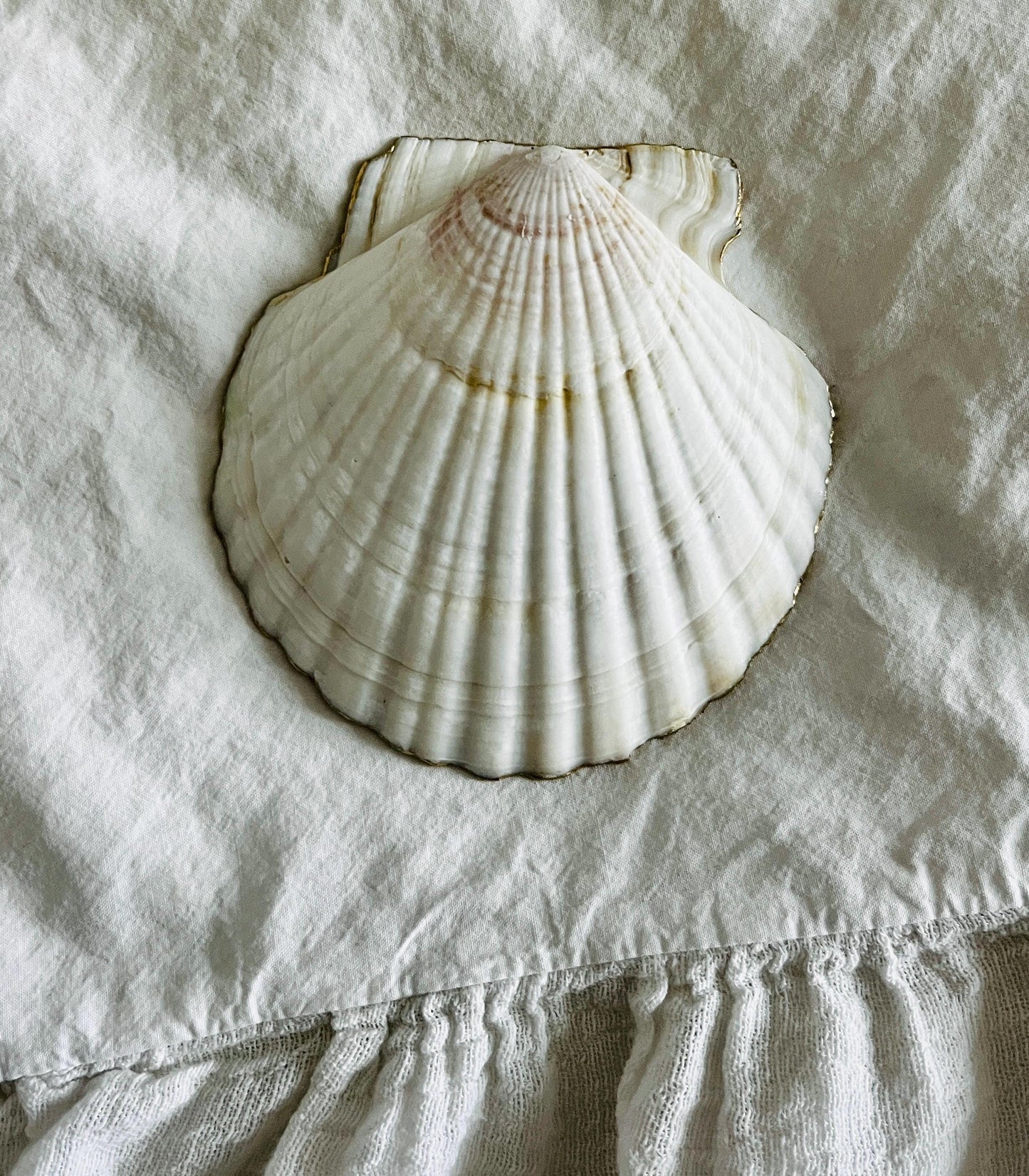 Cafe Shell Trinket Dish