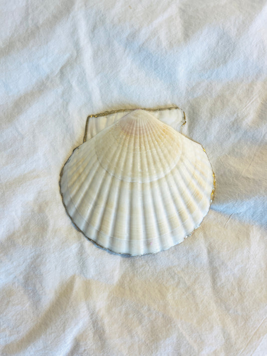 Butterfly Pink Shell Jewelry & Trinket Dish