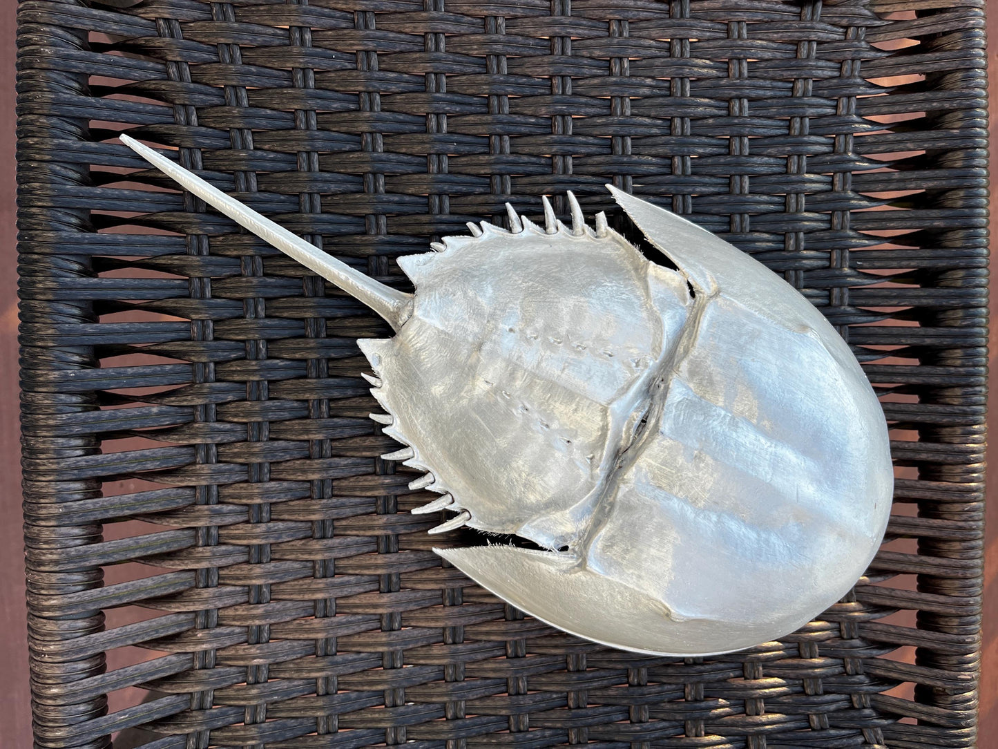 Horseshoe Crab Natural Shell Hand-Painted, Coastal Decor