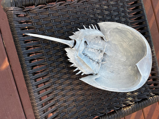 Horseshoe Crab Natural Shell Hand-Painted, Coastal Decor