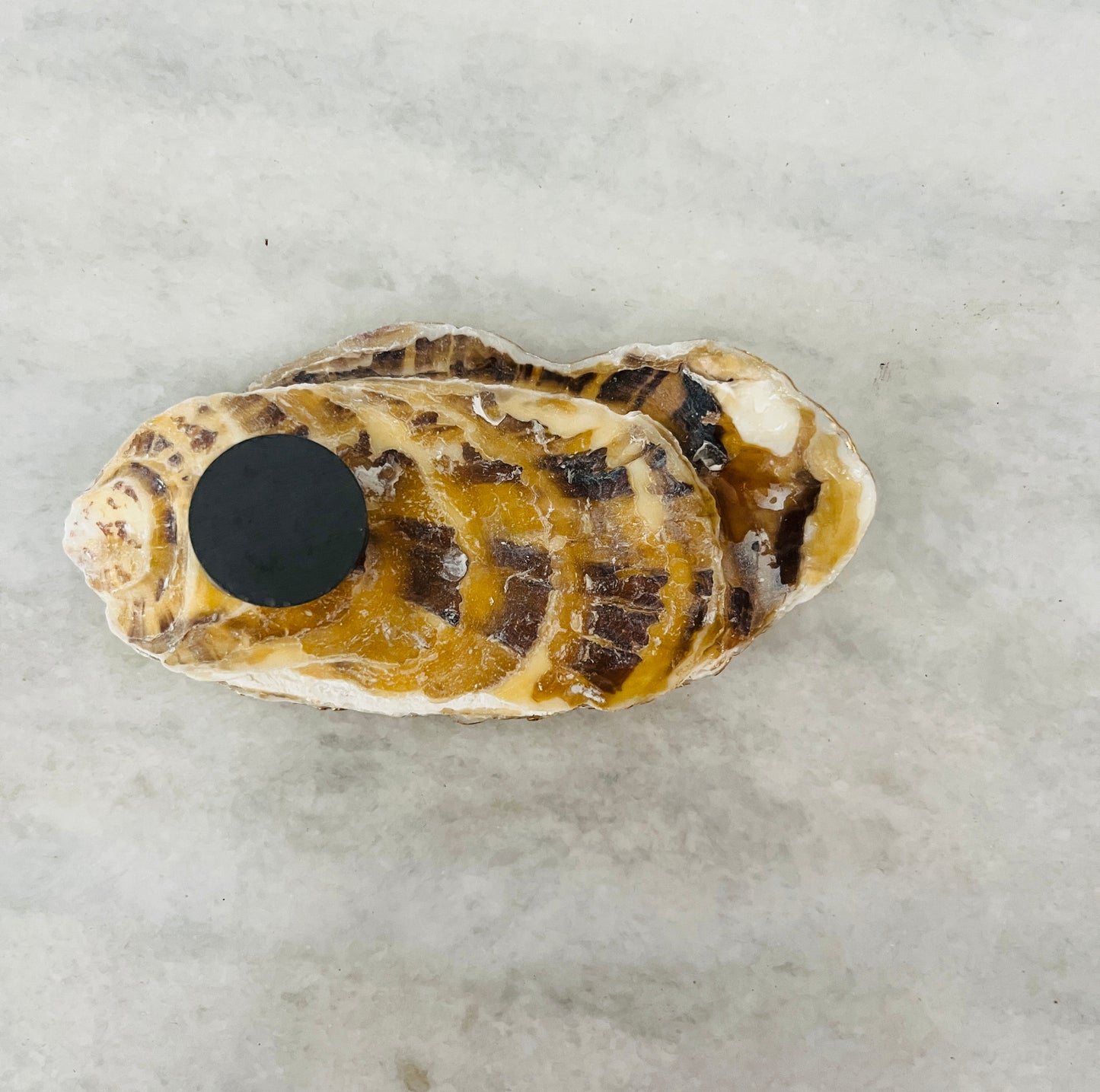 UConn Mom Oyster Shell Magnet