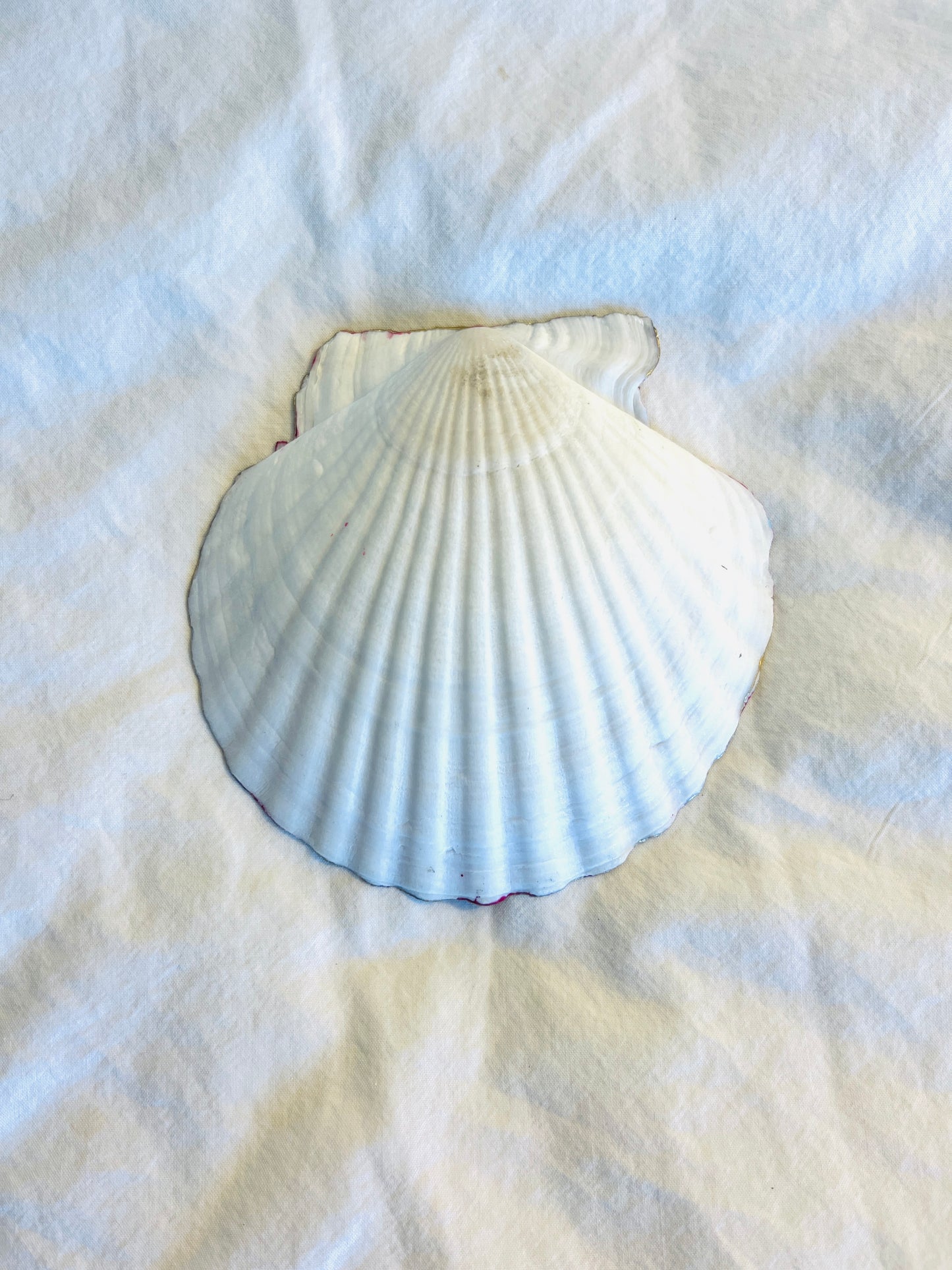 Vibrant Pink Gem Shell: Coastal Jewelry & Trinket Dish