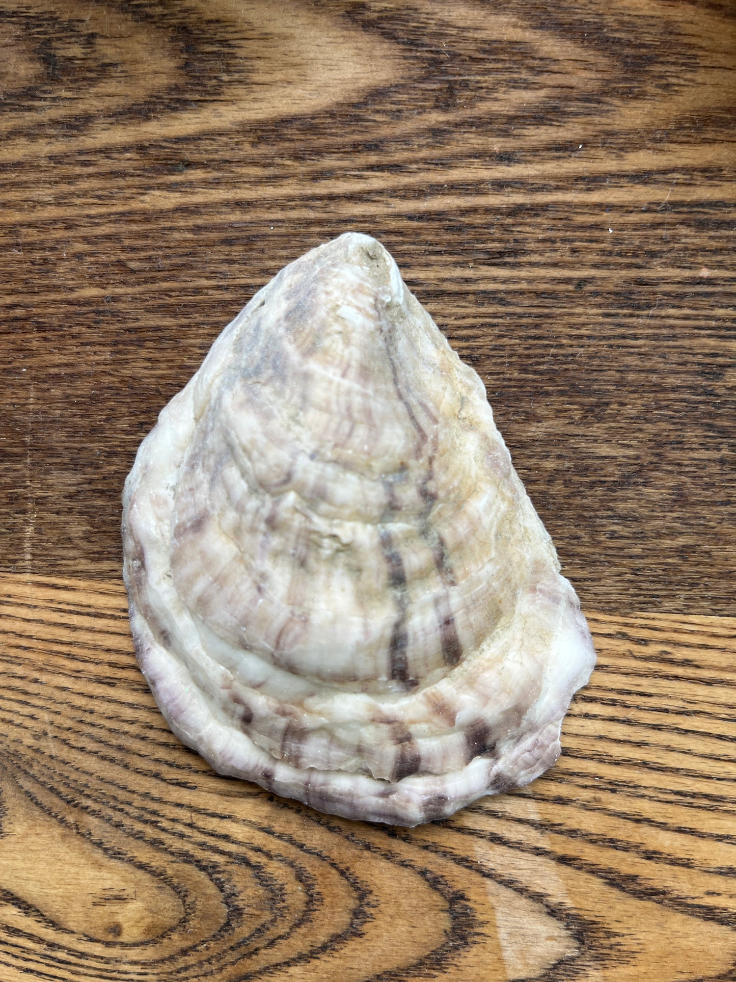 Nantucket Basket Oyster Shell Trinket Dish with Pearl Accent | Gold Gilded Coastal Decor