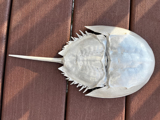 Horseshoe Crab Natural Shell Hand-Painted, Coastal Decor